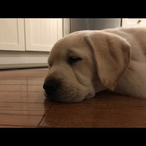 Meet your Posher, Trish